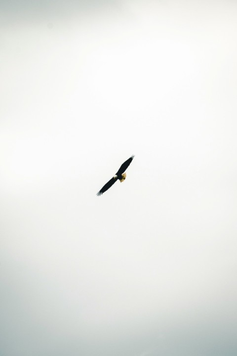 a large bird flying through a cloudy sky