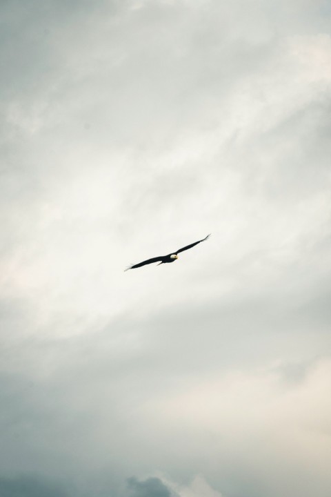 a large bird flying through a cloudy sky