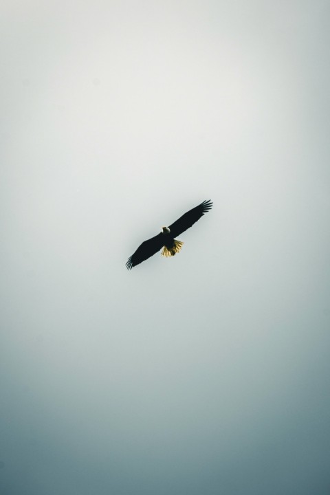 a large bird flying through a cloudy sky