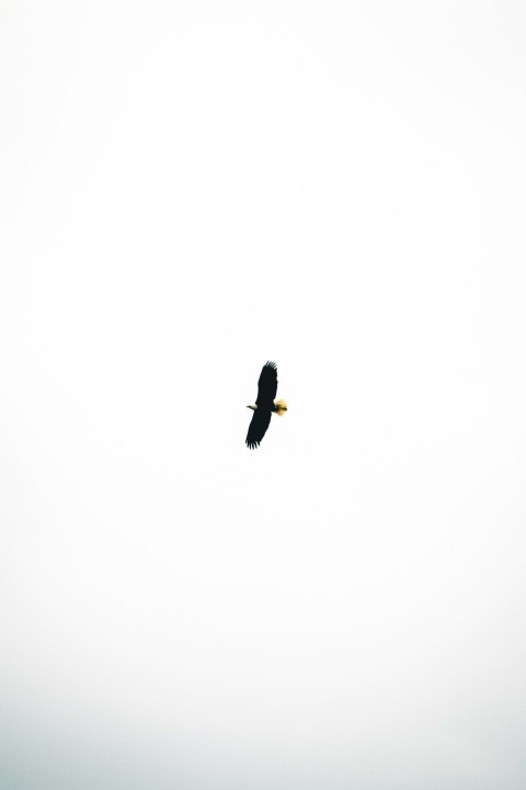 a bird flying in the sky on a cloudy day