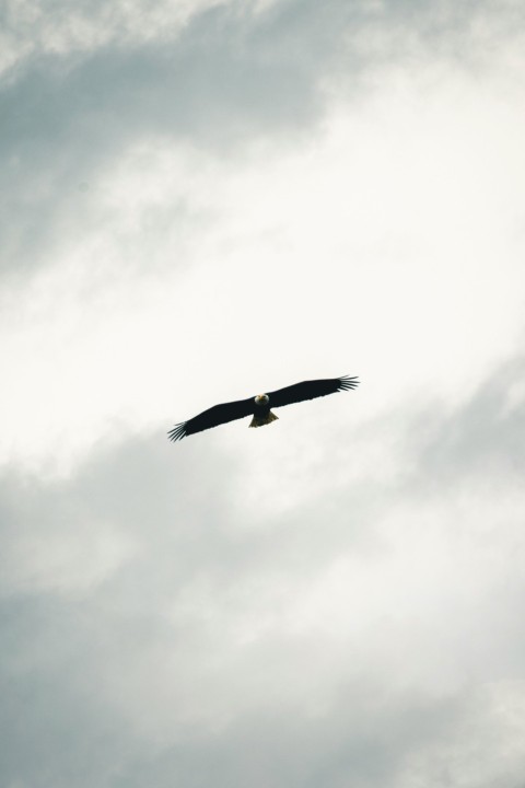 a large bird flying through a cloudy sky