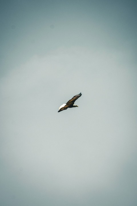 a large bird flying through a cloudy blue sky