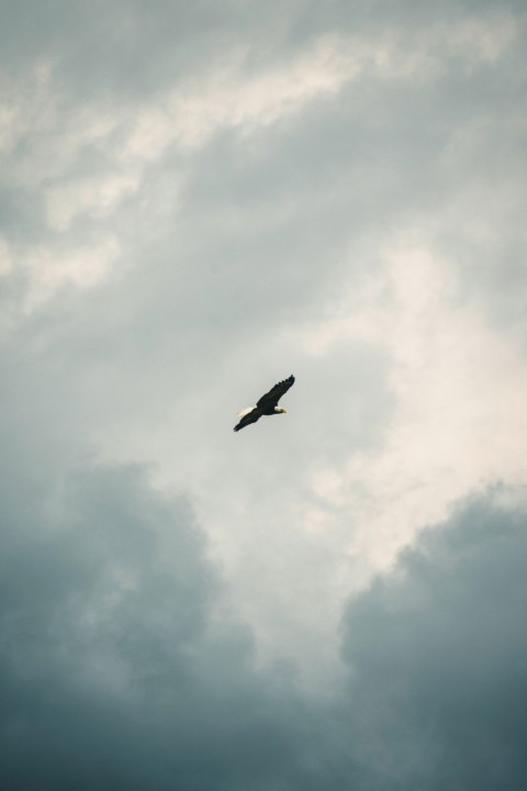 a large bird flying through a cloudy sky