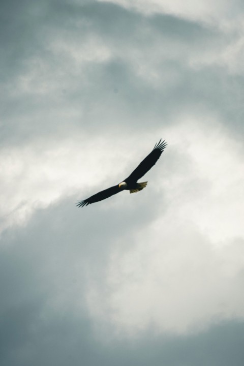 an eagle soaring through a cloudy sky