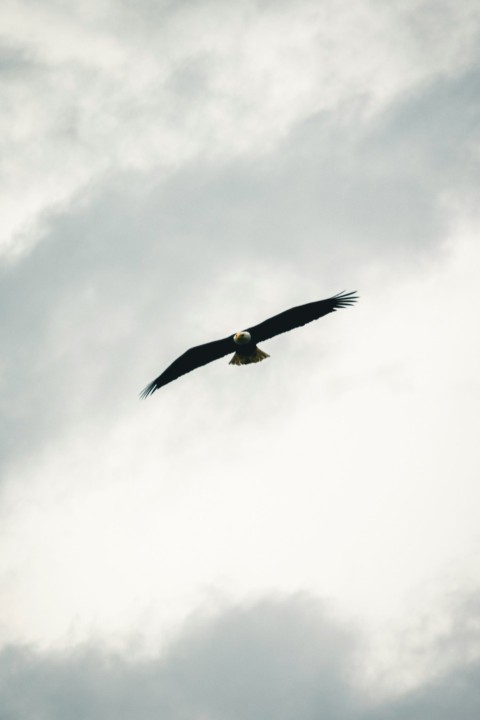 a large bird flying through a cloudy sky