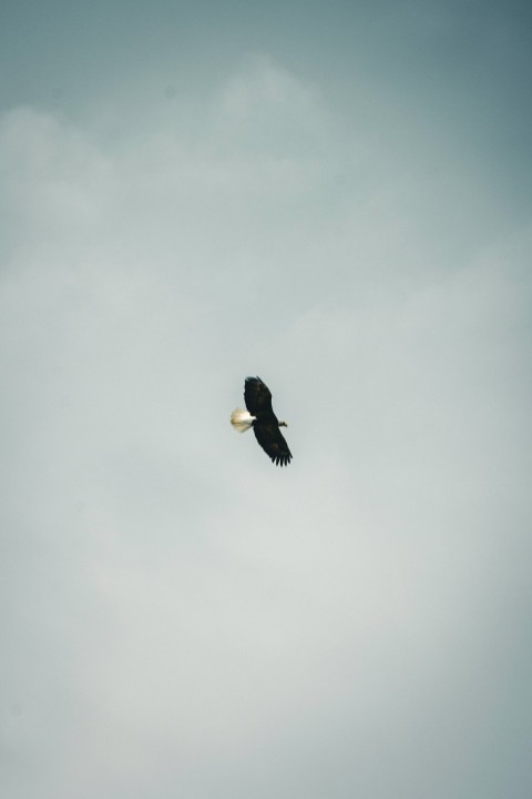 a black bird flying through a cloudy sky