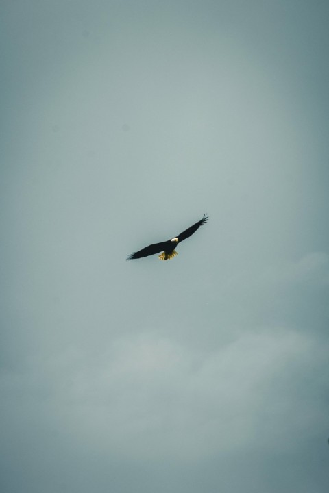 a large bird flying through a cloudy sky