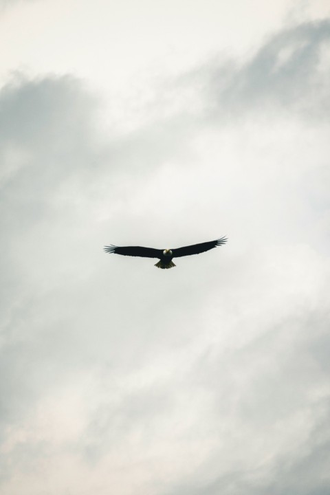 a large bird flying through a cloudy sky