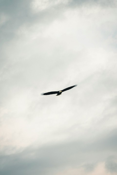 a large bird flying through a cloudy sky