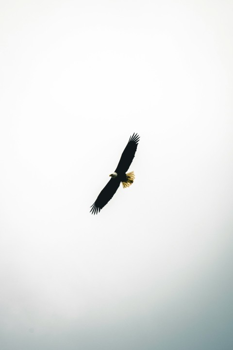 a large bird flying through a cloudy sky