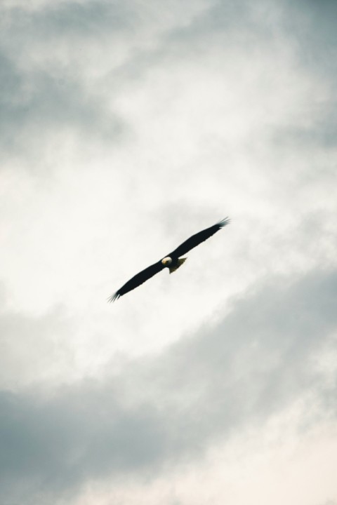 a large bird flying through a cloudy sky