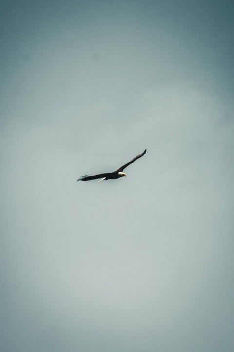 a large bird flying through a cloudy sky