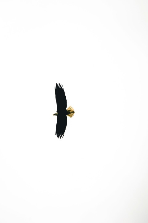 a large bird flying through a white sky