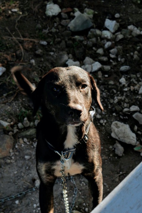 a brown and white dog standing on top of a dirt field