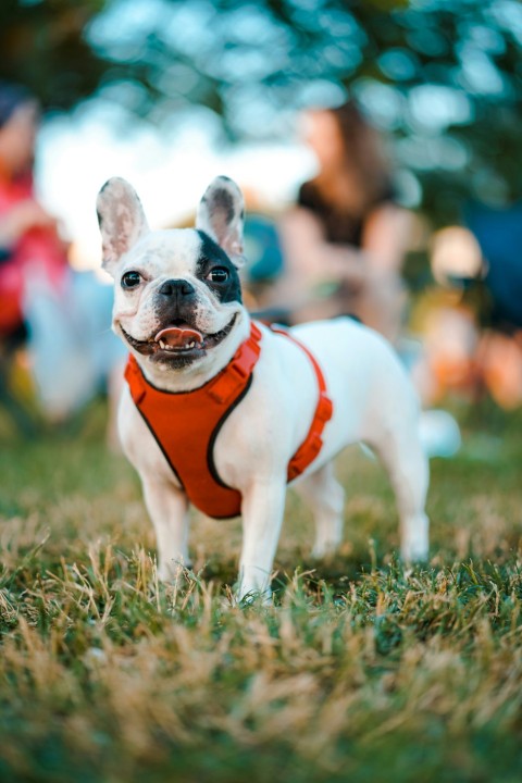 a close up of a dog running in the grass Sy8h