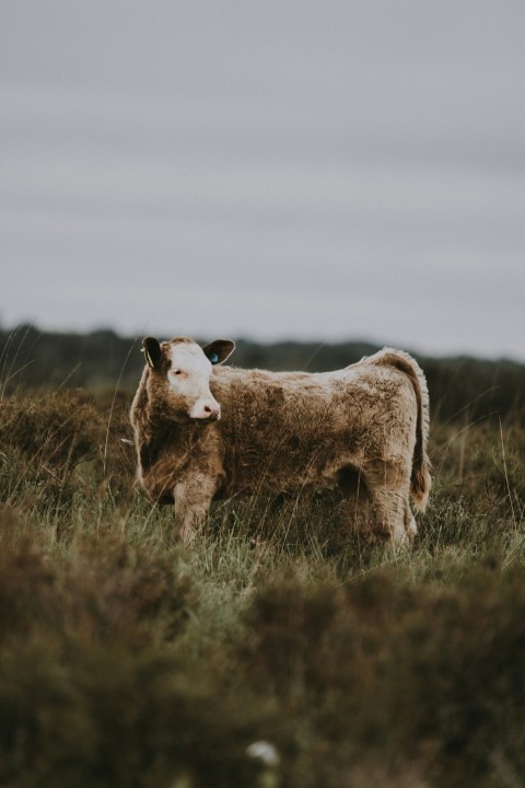 brown cow