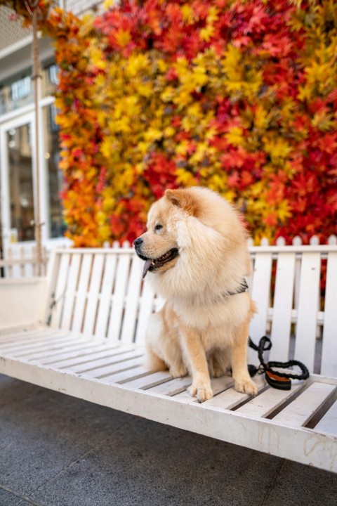 dog sitting on bench