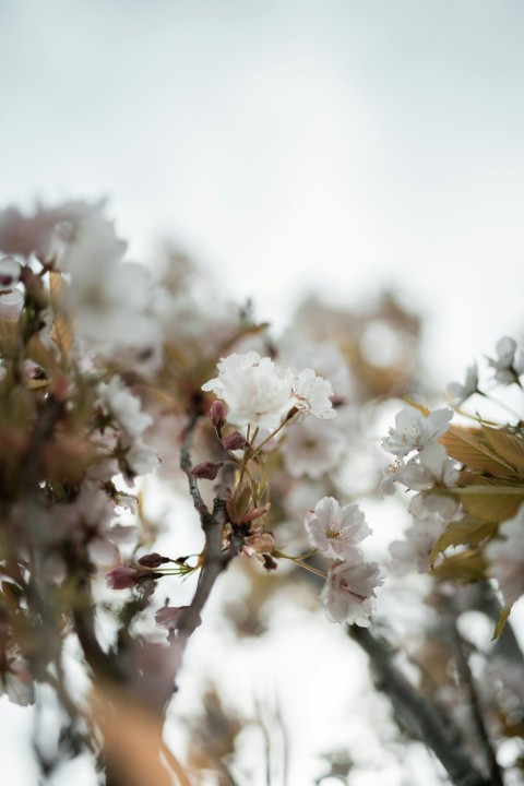 white flowers in tilt shift lens