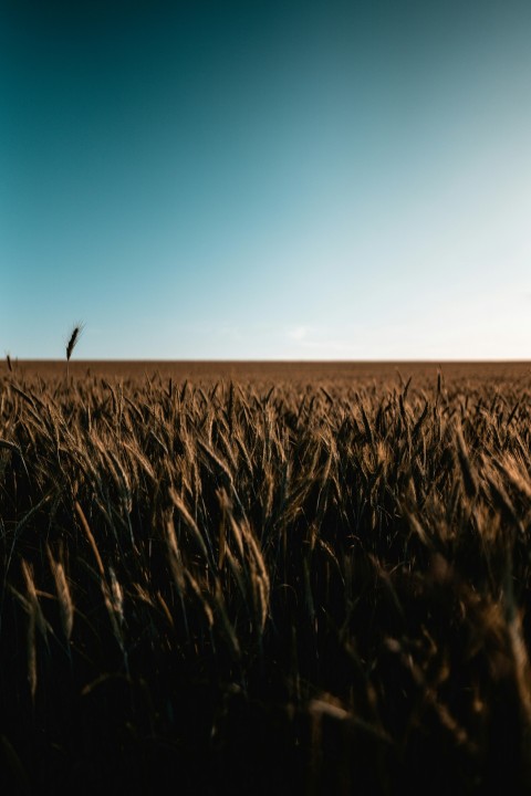 brown grass field under blue sky during daytime sw05FHi