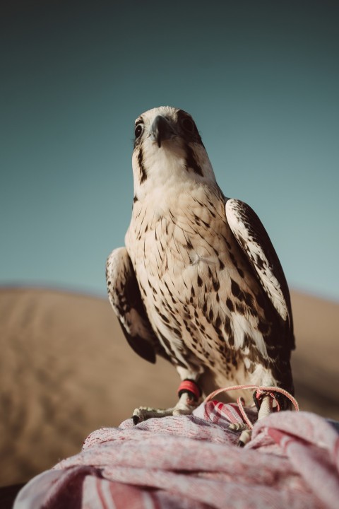 brown and white bird on red round fruit during daytime