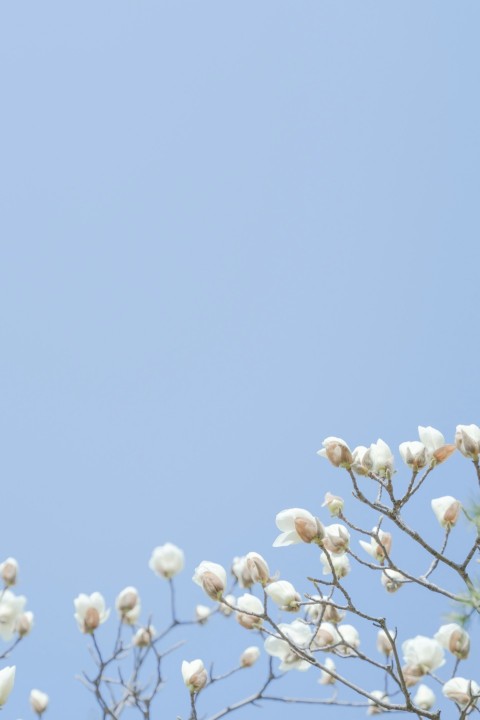 a bird sitting on top of a tree with white flowers