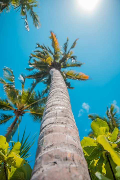 coconut trees under blue sky