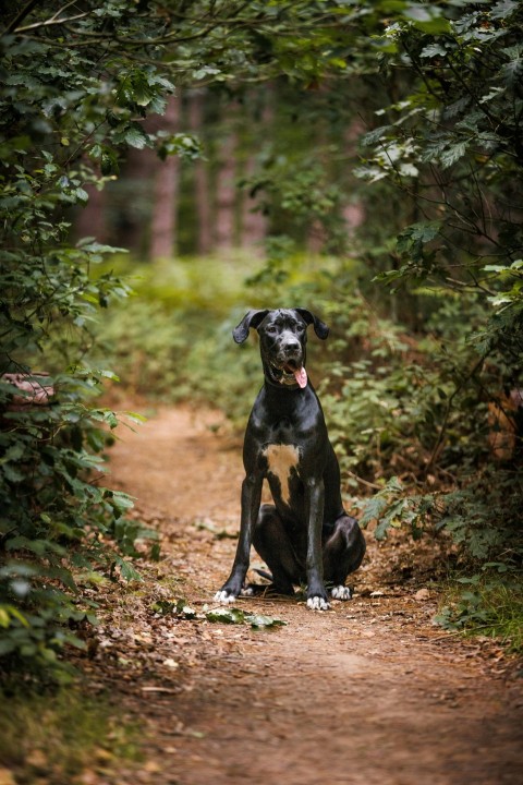 a black and white dog sitting on a dirt road