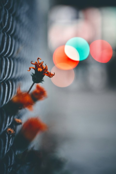 orange petaled flower close up photography