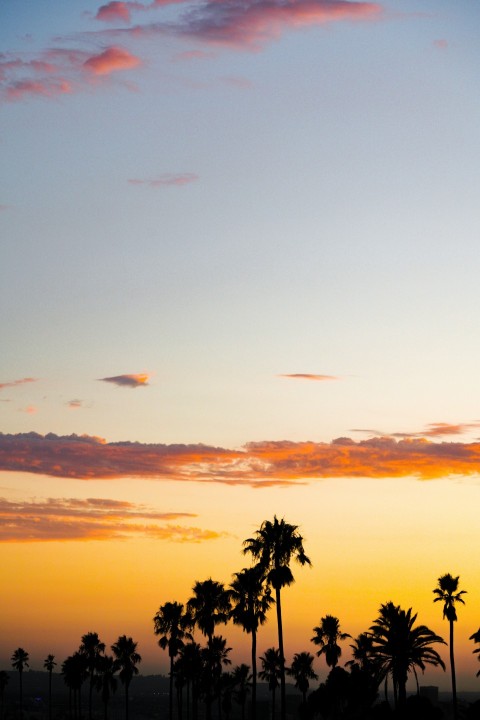 silhouette photography of coconut palm trees  t Q