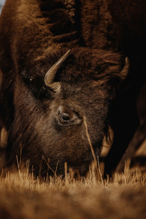 brown bison on green grass field during daytime