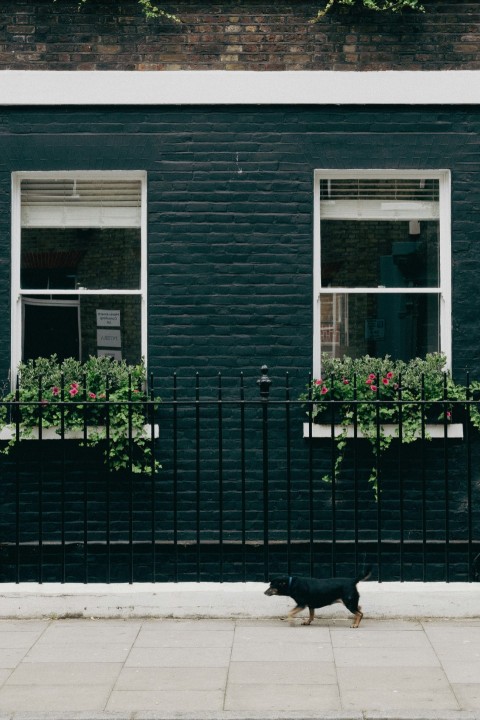 a black dog walking down a sidewalk next to a black fence