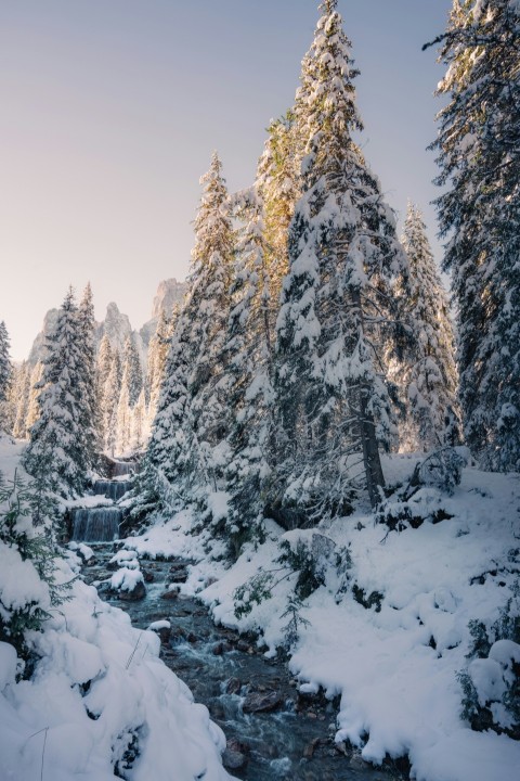 snow covered trees and mountains during daytime