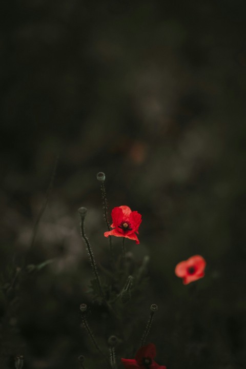 selective color photo of red broad petaled flower OfoxHu8xj