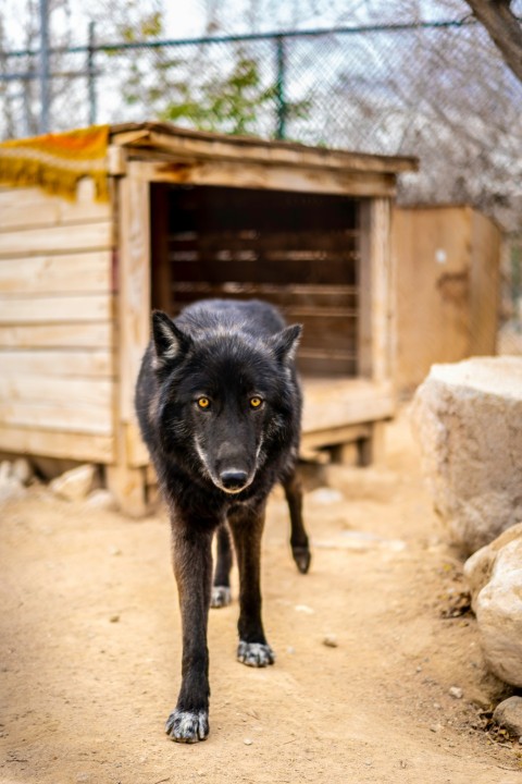 black wolf in front of brown wooden pet house