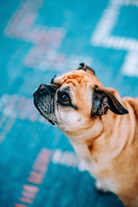 fawn pug on blue floor wxYgk