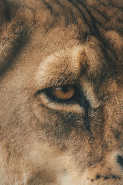 a close up of a lions face with a blurry background Ajy