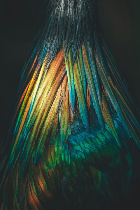 a close up of a colorful birds feathers