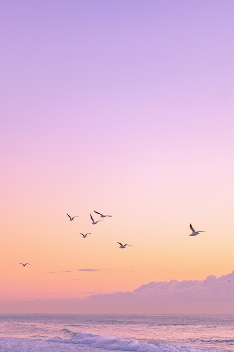 birds flying in the sky