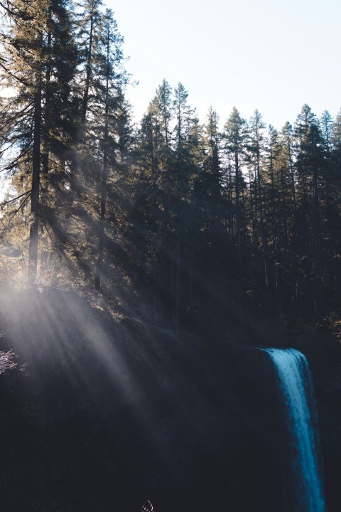 a forest with a river