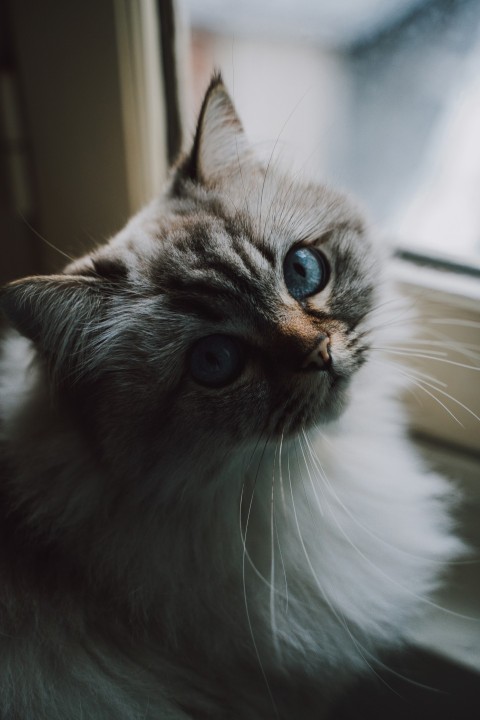 white and brown persian cat