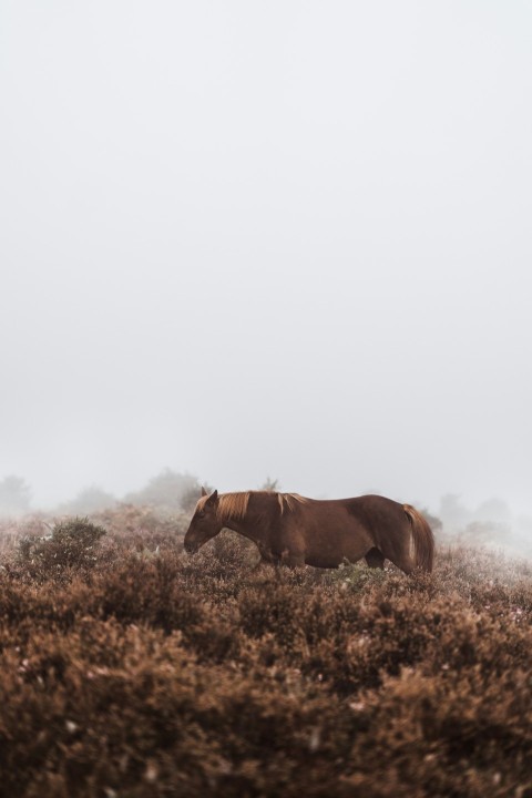 brown horse standing on grass field