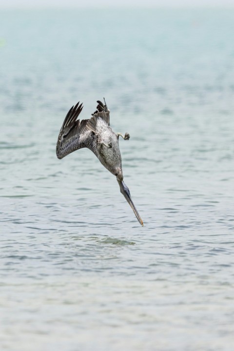 a bird flying over the ocean with a fish in its mouth