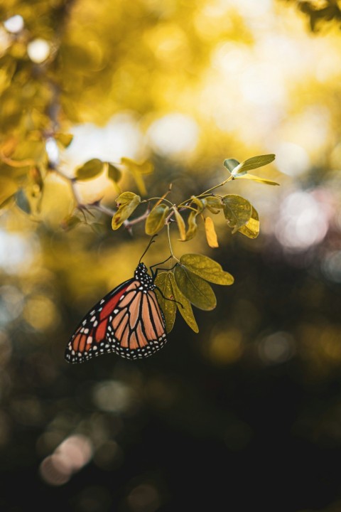 a butterfly on a leaf