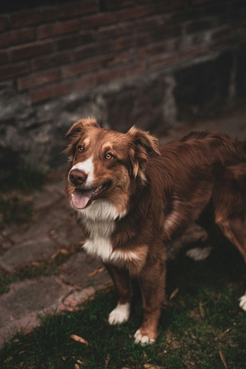 white and brown dog looking upward