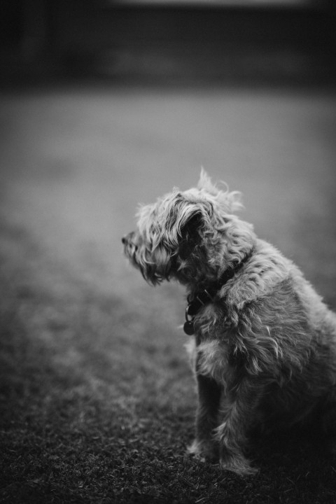 grayscale photography of dog sitting on ground Y8O