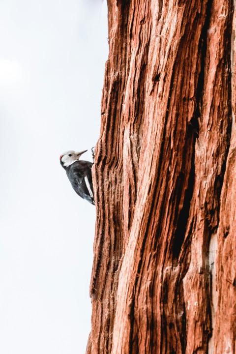 gray and white bird on brown tree trunk