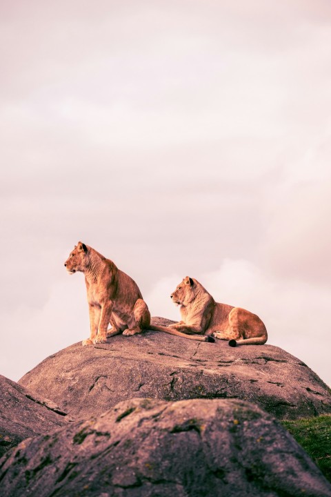 two lions sitting on top of a large rock