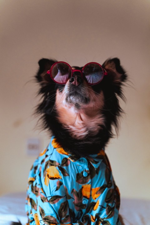 a small dog wearing sunglasses on top of a bed