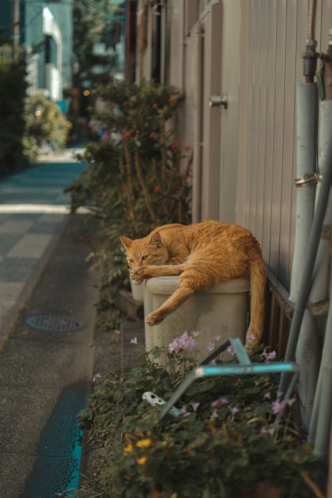 orange tabby cat