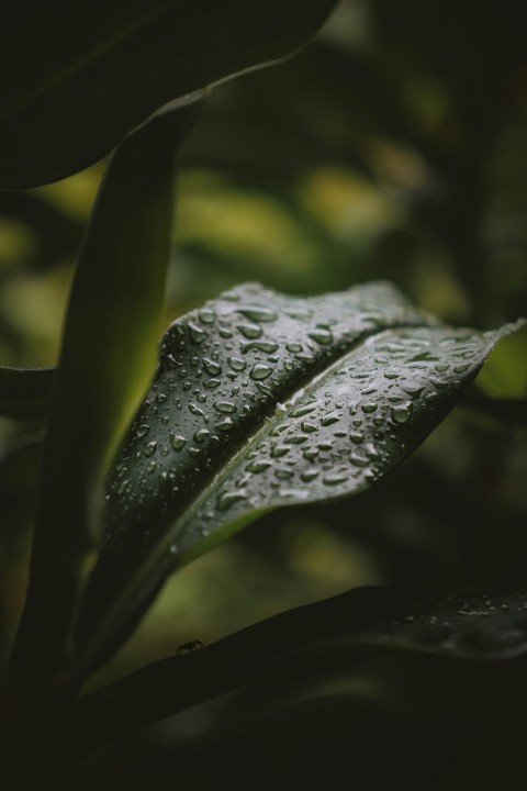 water droplets on green leaf lKXj_o